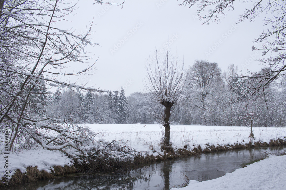 Fototapeta premium Tranquil forest scene at winter with snow