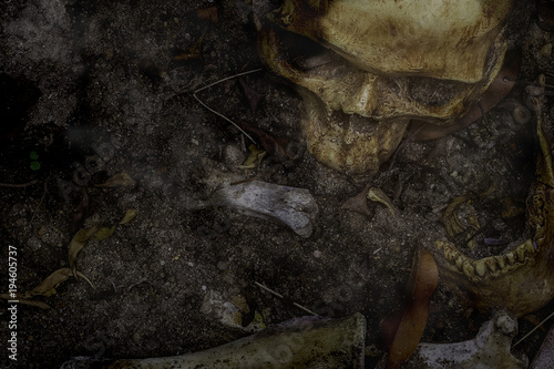 Skull and bones digged out from pit in the scary graveyard. Do not know gender, do not know the name, wait for proof of results. / Still life and art image, selective focus .