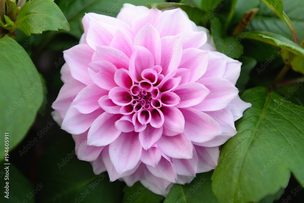 Obraz premium flower