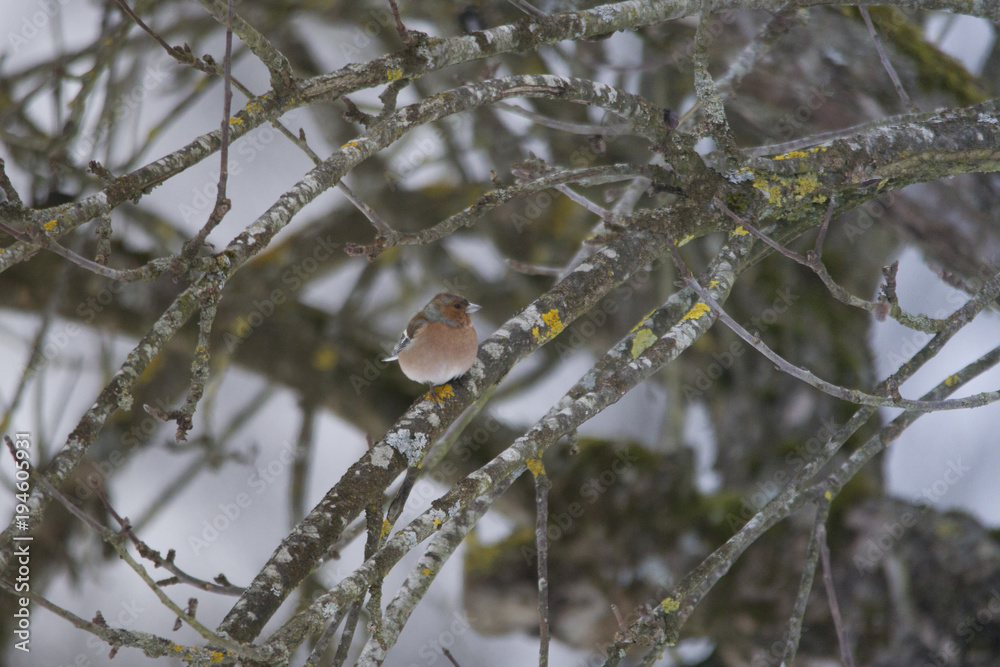 A chaffinch sits between mossy bare branches A chaffinch sits between mossy bare branches
