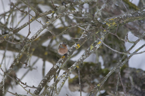 A chaffinch sits between mossy bare branches