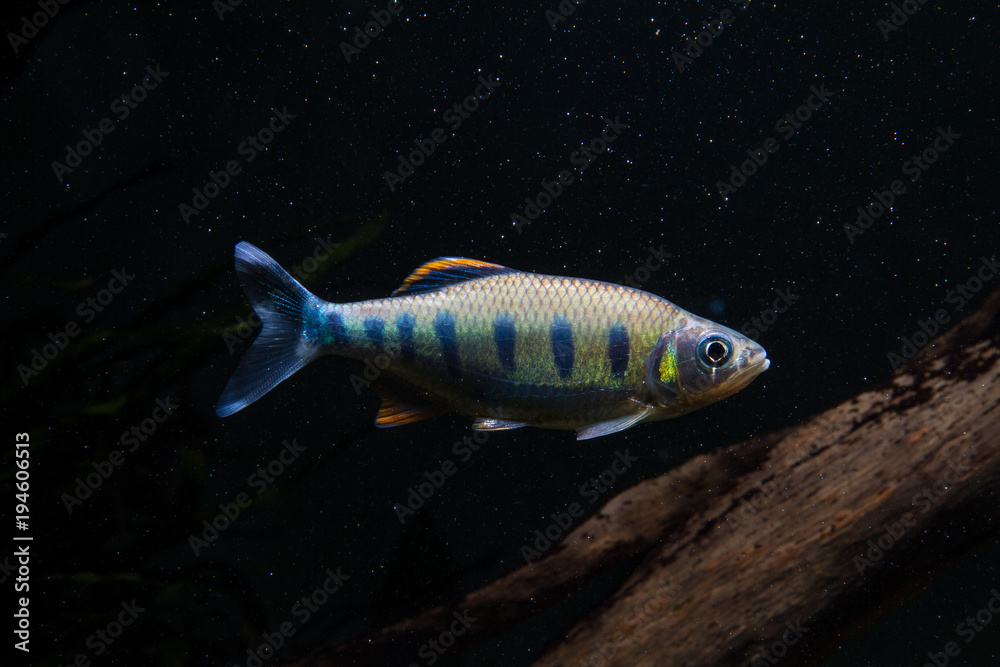 Indian Trout Barb(Barilius ardens) Indian Trout Barb(Barilius ardens)