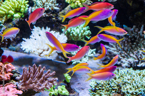 Schooling of anthais such as carberryi anthias, resplendent anthias, evansi anthias in Short stony polyp reef tank photo