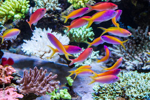Fototapeta Schooling of anthais such as carberryi anthias, resplendent anthias, evansi anth