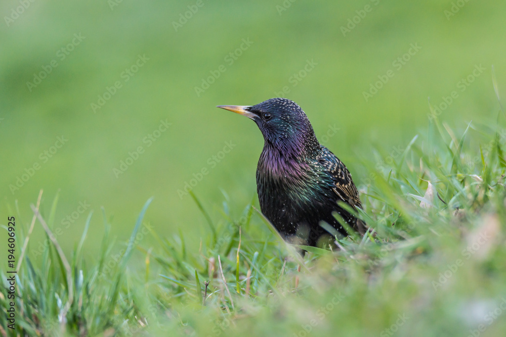 Mały czarny ptak, zielona rozmyta trawa, wiosna Stock Photo | Adobe Stock