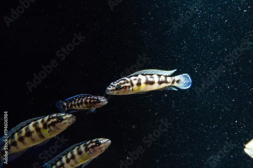 Schooling of Julidochromis cichlid  photo