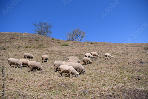 Sheep on the farm