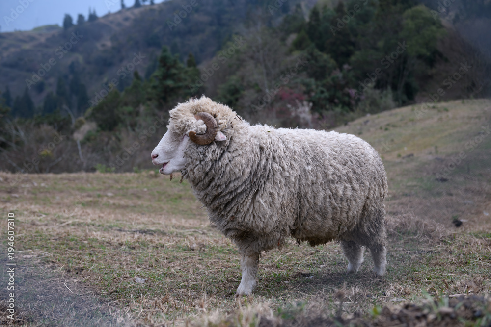 Fototapeta premium Sheep on the farm