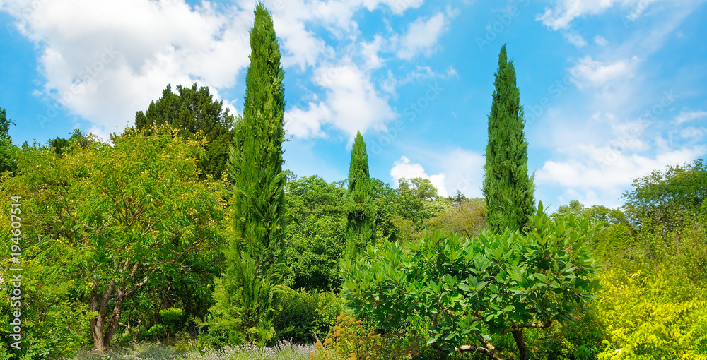 Fototapeta premium Park,hedge, green meadow and blue sky. Wide photo.