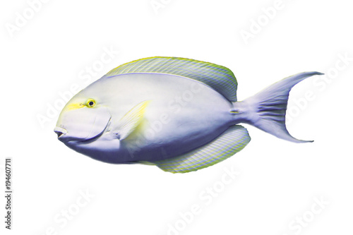 Surgeon fish on white isolated background with clipping path photo