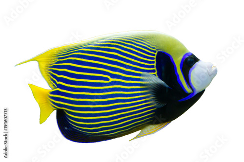 Emperor Angelfish (Pomacanthus imperator) on white isolated background with clipping path photo