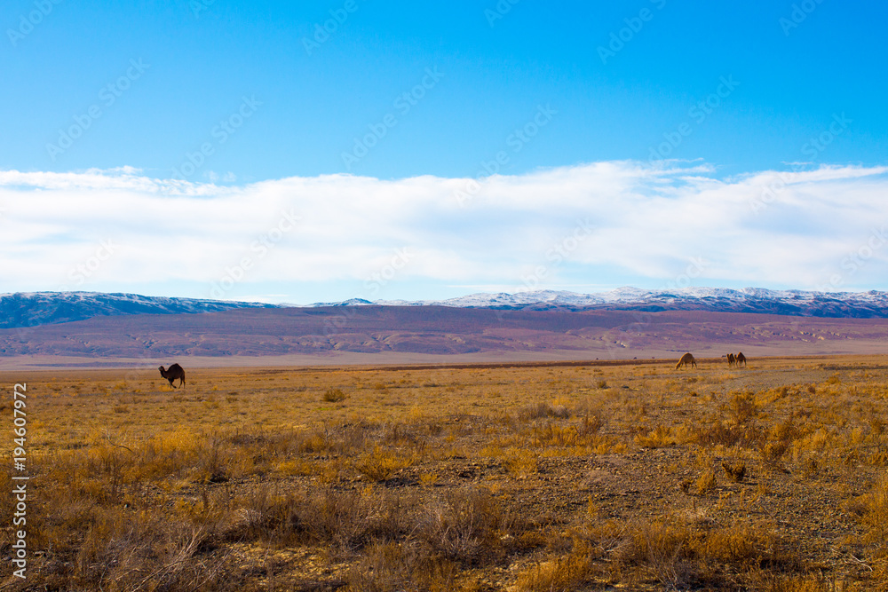 Camel in the Steppe and Mountains Camel in the Steppe and Mountains