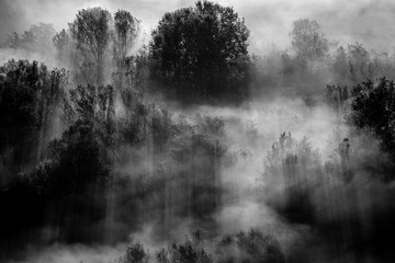 Fotobehang Hotel Mistige bomen in zwart-wit landschap  © UMB-O