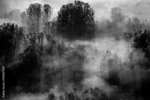 trees in the fog - black and white photo