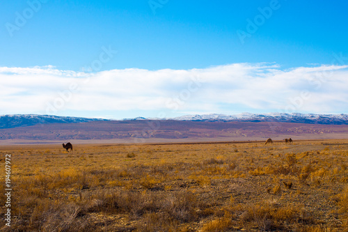 Camel in the Steppe and Mountains