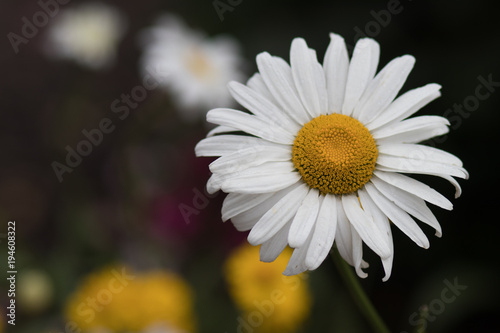 Closeup of an isolated daisy in spring, yellow flowers in the background