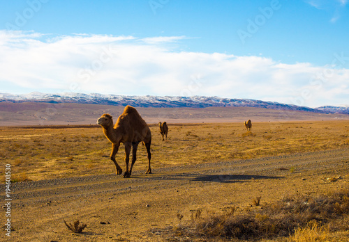 Camels in the Steppe and Mountains