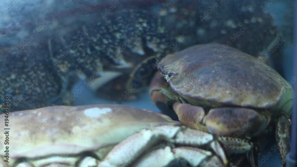 Live crabs and lobsters in a modern restaurant. Live crabs and lobsters in a modern restaurant.