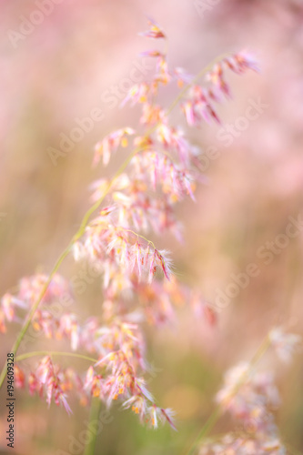 Pink grass on pink blur bokeh background, selective and soft focus.