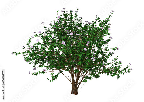 3D Rendering Hibiscus Bush with Flowers on White