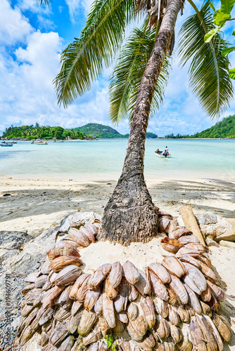 Coconuts stand on tropical beach of Anse L'islette, Mahe Seychelles photo