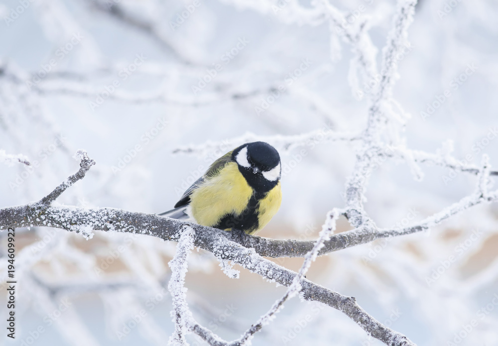 Naklejka premium curious little bird the blue tit sitting among the tree branches covered with cold snow flakes and crystals of frost in the bright white winter Park