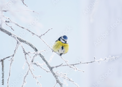 little bird tit sitting on a branch covered with cold snow flakes and frost c...