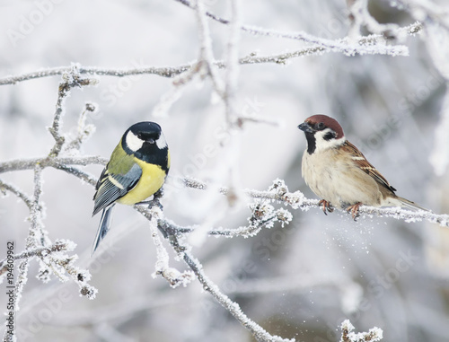 two funny curious little bird tit and Sparrow sit among the branches covered ...
