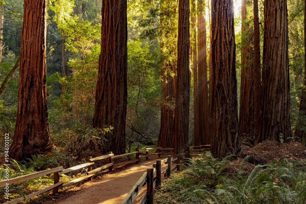 Obraz premium Wlec przez redwoods w Muir Woods Krajowym zabytku blisko San Fransisco, Kalifornia, usa