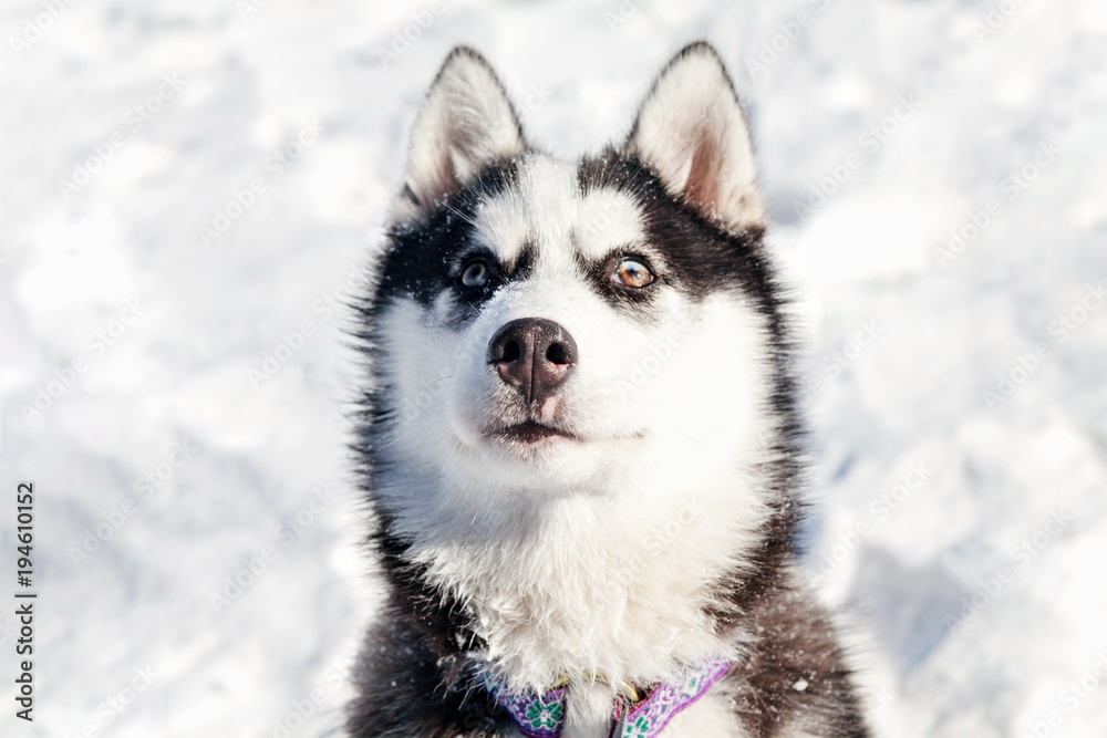 Cute husky dog on snow