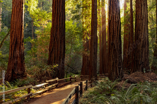 Trail through redwoods in Muir Woods National Monument near San Francisco, California, USA