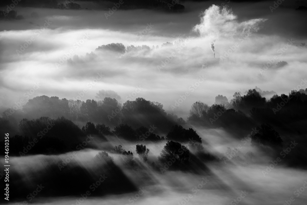 Naklejka premium drzewa we mgle - czarno-białe zdjęcie