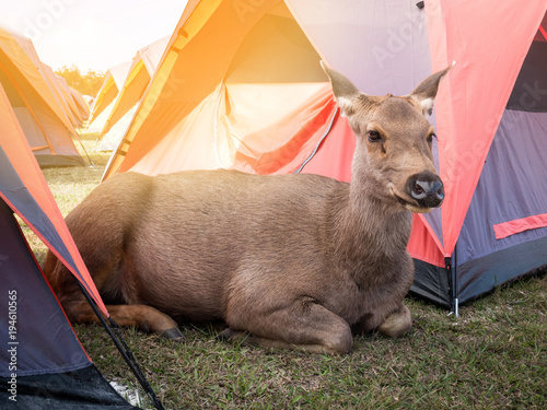 Fototapeta Naklejka Na Ścianę i Meble -  Big brown friendly deer.Lying near the tent.Of tourists.In Phu Kradueng National Park, Loei..Thailand.To find food from people nearby.