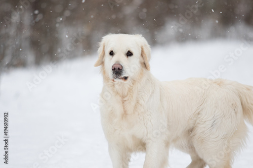 golden retriever dog in winter park