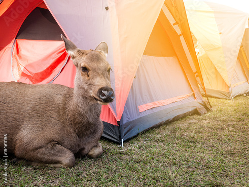 Fototapeta Naklejka Na Ścianę i Meble -  Big brown friendly deer.Lying near the tent.Of tourists.In Phu Kradueng National Park, Loei..Thailand.To find food from people nearby.