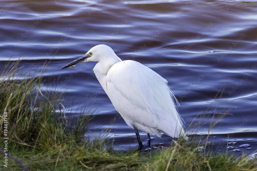 Little Egret Lunch Little Egret Lunch