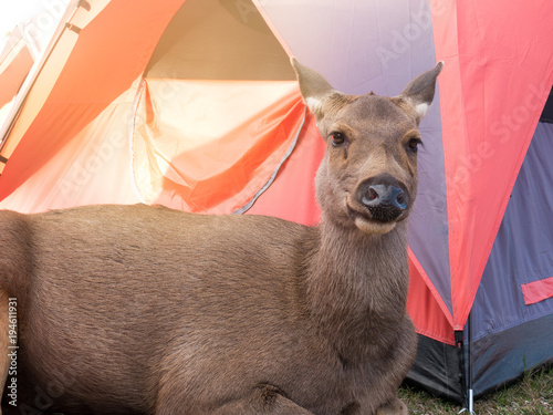 Fototapeta Naklejka Na Ścianę i Meble -  Big brown friendly deer.Lying near the tent.Of tourists.In Phu Kradueng National Park, Loei..Thailand.To find food from people nearby.