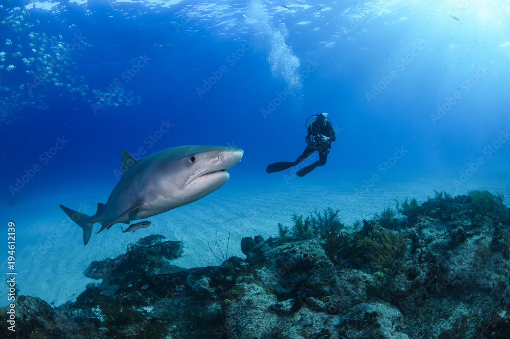 Fototapeta premium Tiger Shark and Scuba Diver in Blue Waters of Bahamas