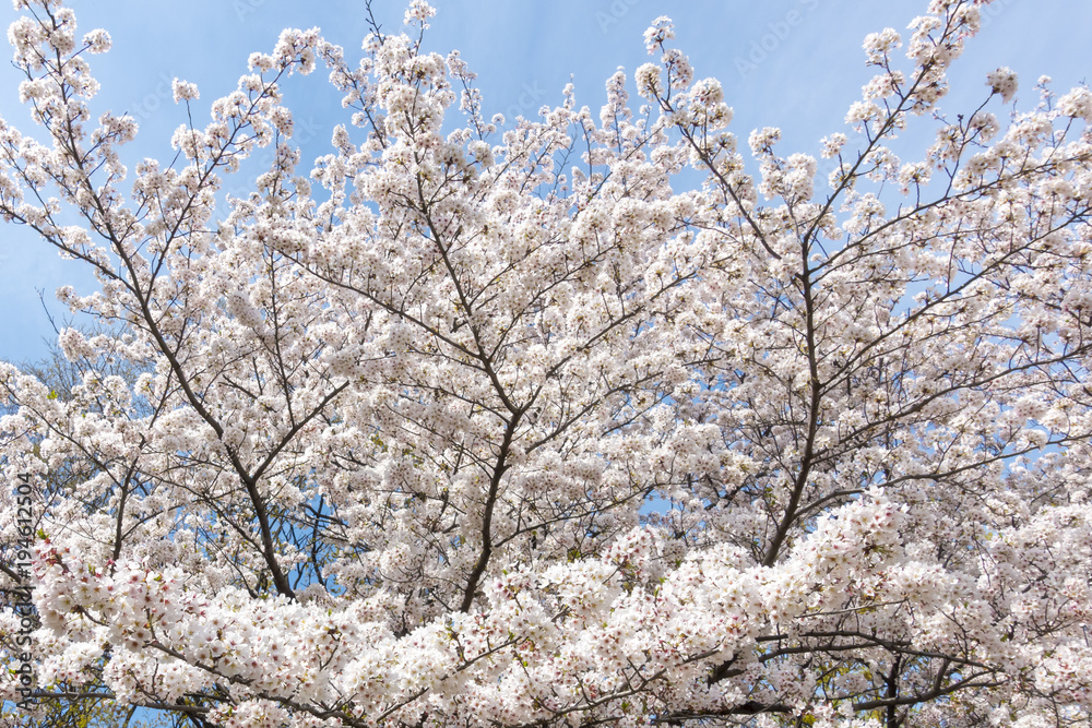 満開の桜の花