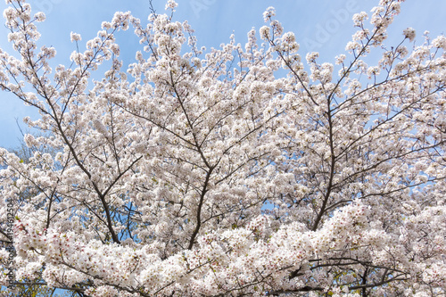 満開の桜の花