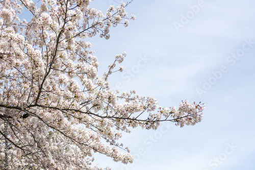 満開の桜の花