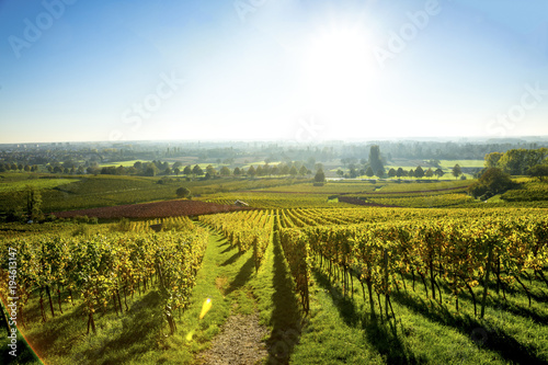 Weinberge Deutschland Hessische Bergstra  e 