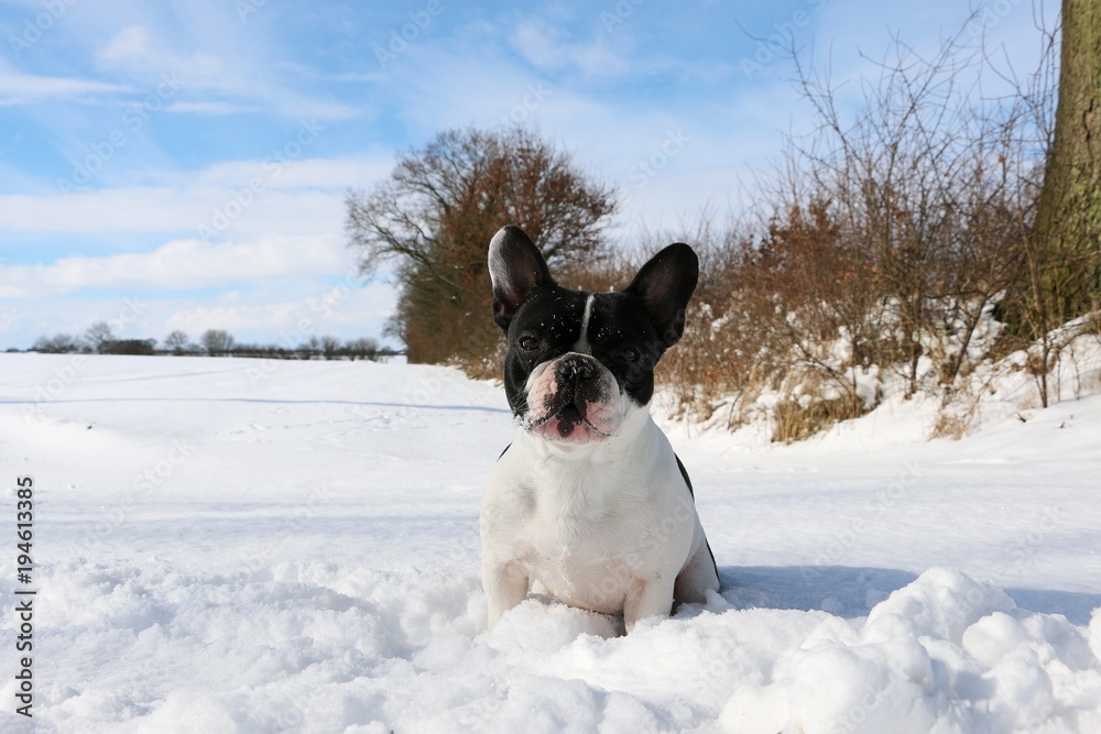 französische bulldogge sitzt im schnee französische bulldogge sitzt im schnee