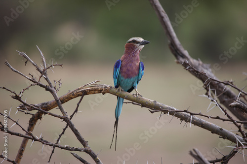 Wild African Bird  in African Botswana savannah © Valerijs Novickis