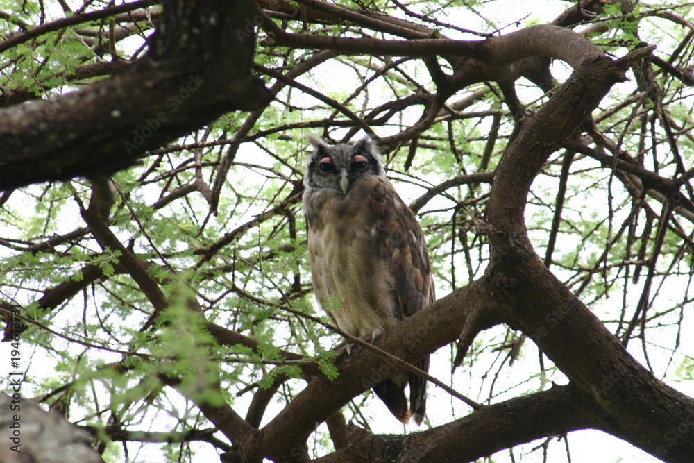 Wild African Bird in African Botswana savannah Wild African Bird in African Botswana savannah