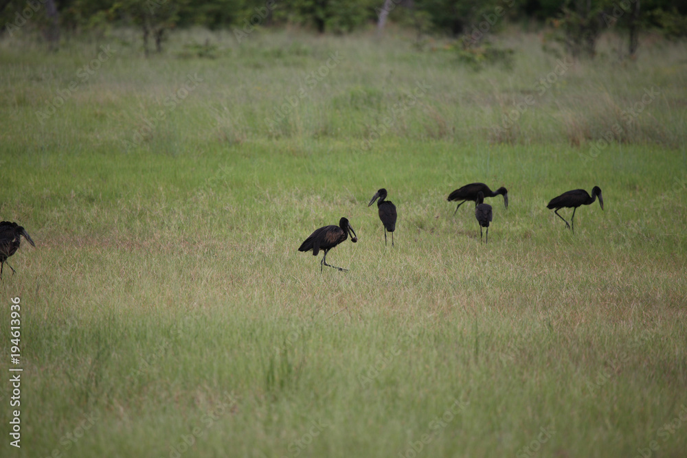 Wild African Bird in African Botswana savannah Wild African Bird in African Botswana savannah