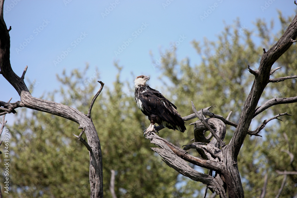 Wild African Bird in African Botswana savannah Wild African Bird in African Botswana savannah