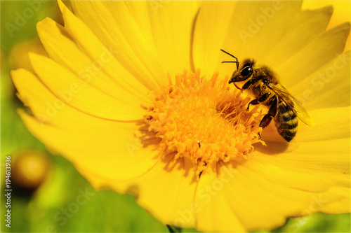 bee on flower