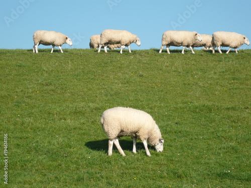 Schafe von links nach rechts