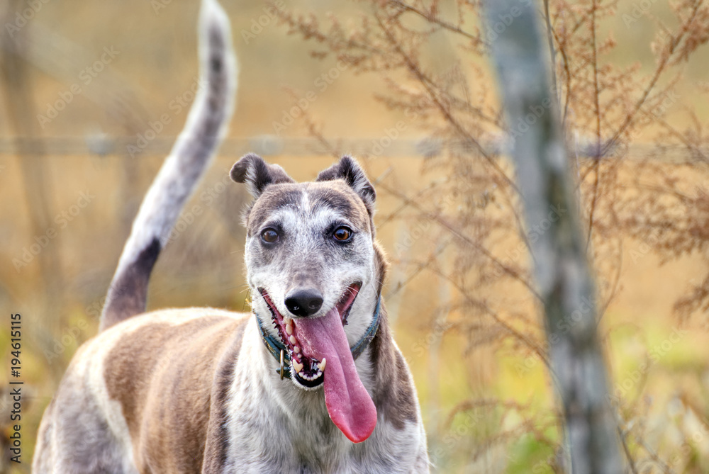 Young greyhound playing wild outside in autumn Young greyhound playing wild outside in autumn